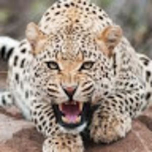 Meet your Posher, Agustin